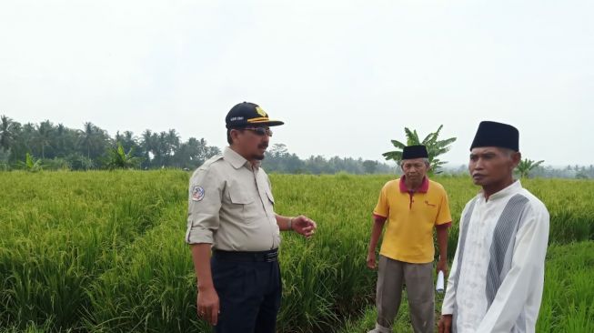 Kementan : Pemerintah Siapkan Pompanisasi untuk Lahan Terdampak Banjir