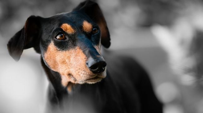 Ilustrasi anjing. (Pixabay/wiggijo)