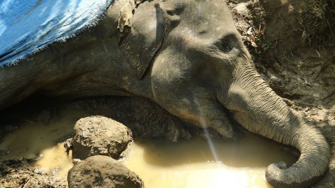 Gajah Sumatera di Kebun Binatang Medan Tidak Kekurangan Pakan