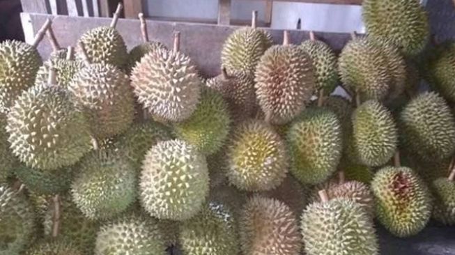 Musim Durian Tiba, Dapalan dan Dapihe Mendadak Populer