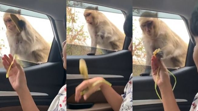 Viral Video Monyet Menolak Diberi Pisang, Lebih Pilih Keripik