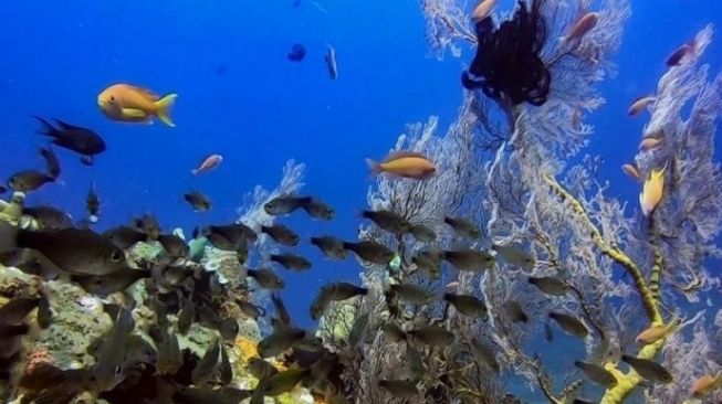 Tips Snorkeling Buat Pemula, Perhatikan 3 Hal Berikut