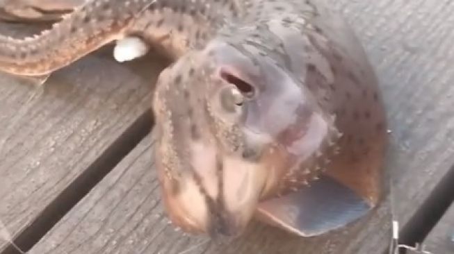 Ikan berwajah aneh. [Instagram]