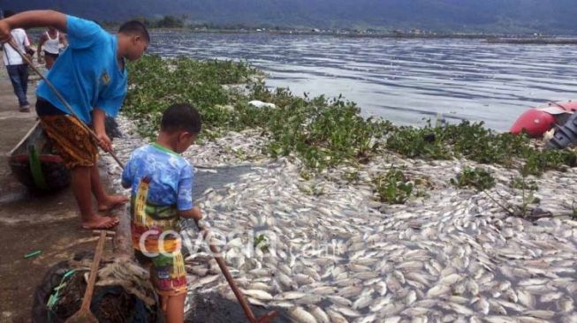 Puluhan Ton Ikan di Danau Maninjau Mati, Ini Penyebanya