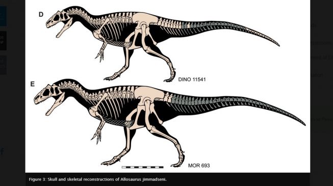 Spesies dinosaurus baru, Allosaurus jimmadseni. [Peerj.com]