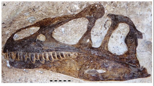 Spesies dinosaurus baru, Allosaurus jimmadseni. [Peerj.com]