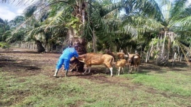 Cegah Virus Jembrana, 1.200 ekor Sapi di Bengkalis Divaksin