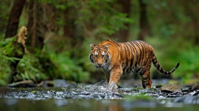 Pencari Kayu Tewas Diterkam Harimau saat Berjalan di Bekas 