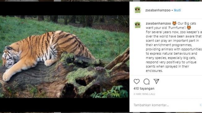 Pengumuman sumbangan parfum Calvin Klein untuk harimau di Banham Zoo. (Instagram/@zseabanhamzoo)