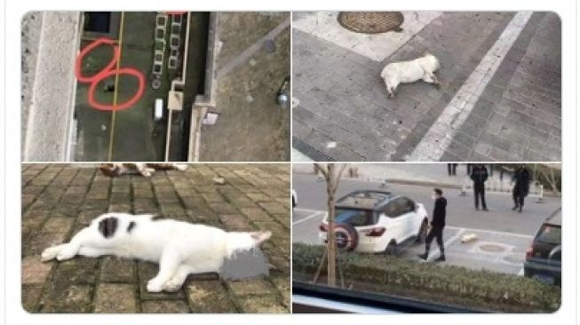 Kucing dan anjing dilempar dari gedung gara-gara hoaks virus corona (twitter @1984to1776)