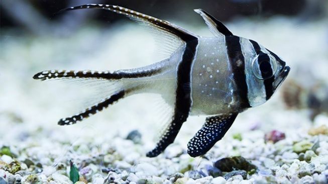Capungan Banggai, Ikan Hias Endemik Dari Banggai Yang Hampir Punah