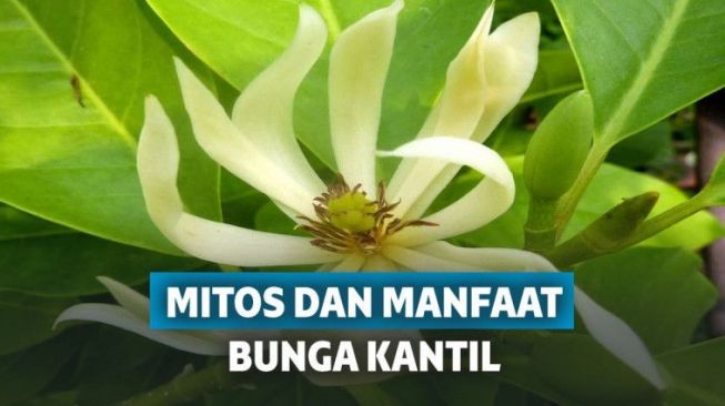 Mitos dan Manfaat Bunga Kantil yang Belum Diketahui Khalayak Ramai