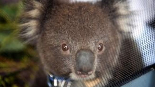 Puluhan koala mati di hutan produksi, 'Australia harusnya malu'