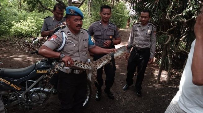 Muncul di Sungai Progo, Seekor Buaya Ditangkap Warga