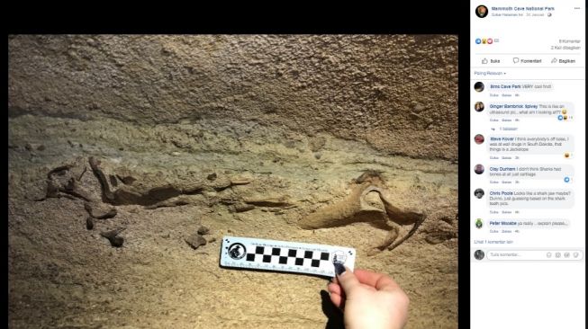 Penemuan fosil tengkorak hiu. [Facebook]