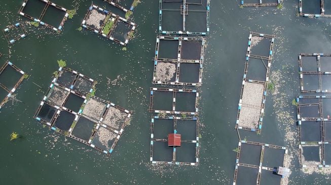 Foto udara kondisi ikan-ikan yang mati di keramba jaring apung (KJA), Linggai, Danau Maninjau, Kab.Agam, Sumatera Barat, Jumat (7/2). [ANTARA FOTO/Iggoy el Fitra]
