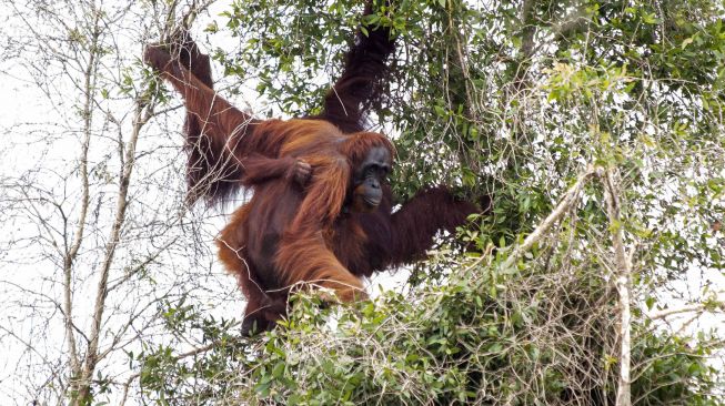 Satu orangutan jantan bersama pasangan dan anaknya bergelantungan di atas pohon saat hendak diselamatkan tim gabungan IAR Indonesia dan BKSDA Kalbar di Jalan Pelang-Tumbang Titi Km 9 di Desa Sungai Pelang, Kecamatan Matan Hilir Selatan, Kabupaten Ketapang, Kalimantan Barat, Minggu (2/2). [ANTARA FOTO/HO/IAR Indonesia-Heribertus Suciad]