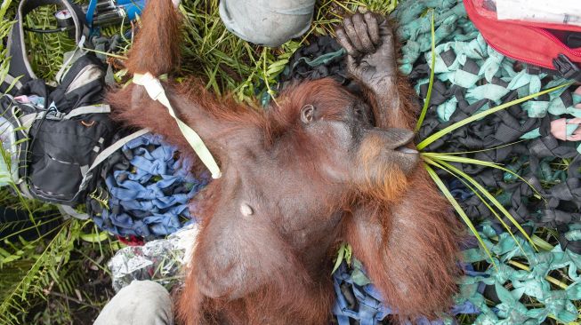 Satu Induk betina orangutan bernama Mama Rawa terbaring di dalam kandang setelah diselamatkan di tepi Jalan Pelang-Tumbang Titi Km 9 di Desa Sungai Pelang, Kecamatan Matan Hilir Selatan, Kabupaten Ketapang, Kalimantan Barat, Minggu (2/2). [ANTARA FOTO/HO/IAR Indonesia-Heribertus Suciad]