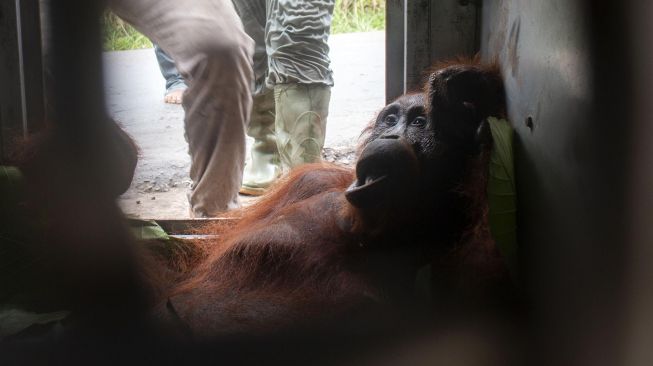 Satu Induk betina orangutan bernama Mama Rawa terbaring di dalam kandang setelah diselamatkan di Jalan Pelang-Tumbang Titi Km 9 di Desa Sungai Pelang, Kecamatan Matan Hilir Selatan, Kabupaten Ketapang, Kalimantan Barat, Minggu (2/2). [ANTARA FOTO/HO/IAR Indonesia-Heribertus Suciad]