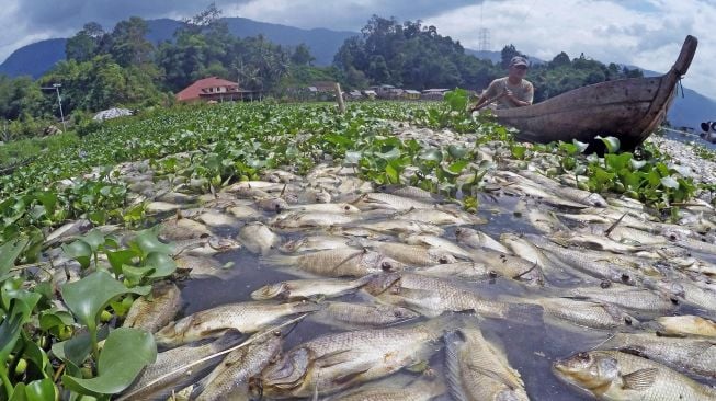 Nelayan mengayuh perahu diantara ikan-ikan yang mati di Linggai, Danau Maninjau, Kab.Agam, Sumatera Barat, Jumat (7/2). [ANTARA FOTO/Iggoy el Fitra]
