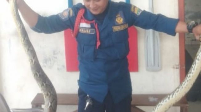 Ular Sanca Sepanjang 2,5 Meter Gegerkan Warga Serang saat Dini Hari