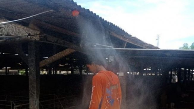 Peternak Buat Alat Sterilisasi Kandang Babi Cegah Penyebaran Virus