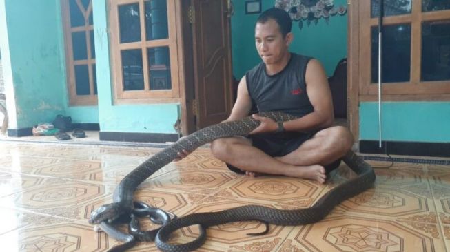 Pria Madiun Ini Bertahun-Tahun Hidup dengan King Cobra