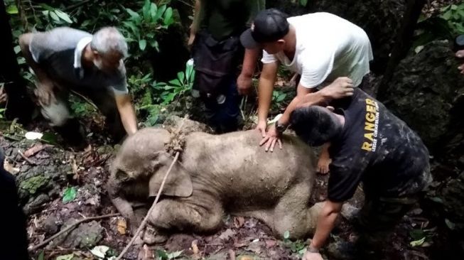 BKPH Bersama Warga Jaga-jaga Usai Anak Gajah Terjerat di Aceh Jaya