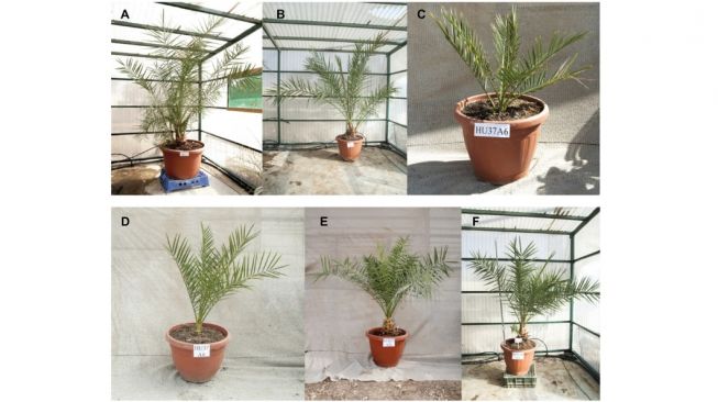 Pohon kurma dari biji berusia 2 ribu tahun. [Sciencemag.org]