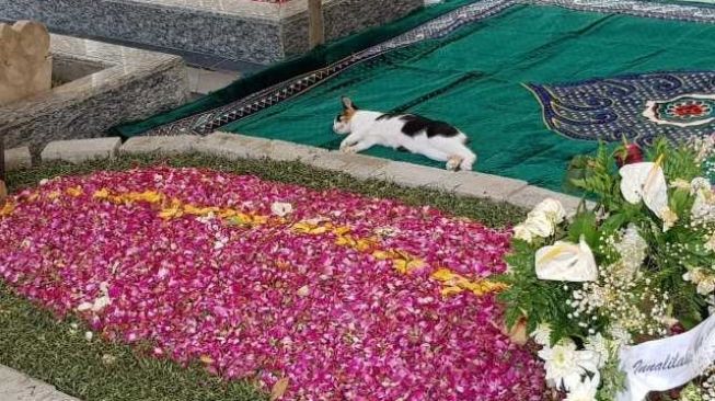 Viral Kucing Peliharaan Gus Sholah Tidur di Makam Majikan, Tak Mau Pergi