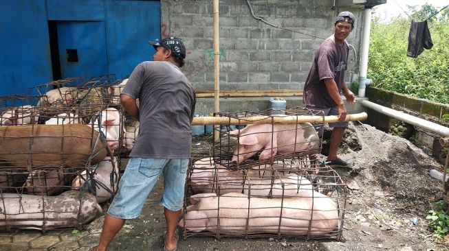 China Diterjang Suhu Panas Ekstrem, Ribuan Ternak Babi Hingga Kelinci Mati