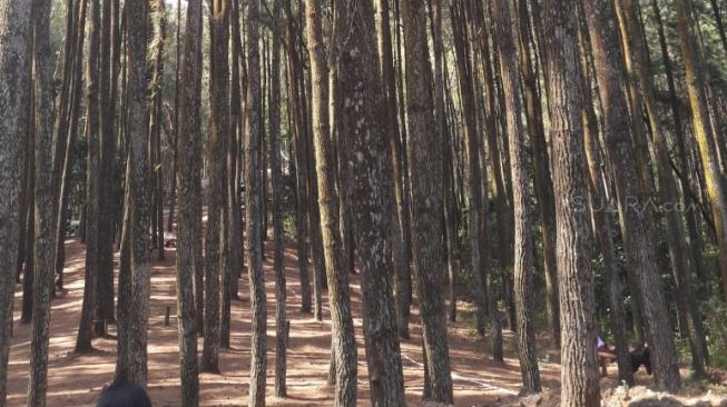 Hutan Pinus Imogiri. (Suara.com/Vania)