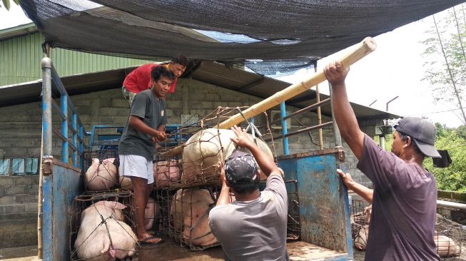 Sejumlah pekerja di Desa Sidomulyo, Kecamatan Godean, Kabupaten Sleman, mengangkut babi ternak ke dalam truk untuk dikirim ke luar kota, Selasa (11/2/2020). - (Suara.com/Baktora)