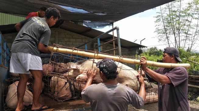 Ditemukan Virus Demam Babi Afrika, 3.000 Babi di Hong Kong Dimusnahkan