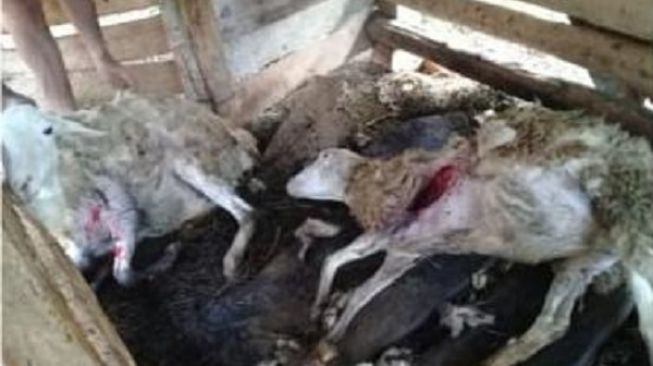 28 Kambing di Wonogiri Mati Misterius, Leher dan Perutnya Tercabik