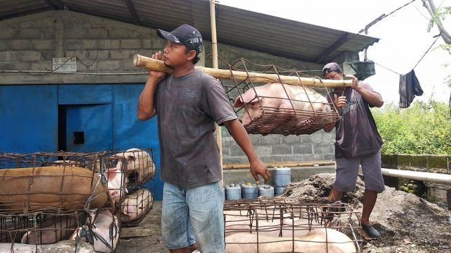 Ramai Virus ASF, Peternak Babi di Sleman Akui Mulai Lesu Permintaan