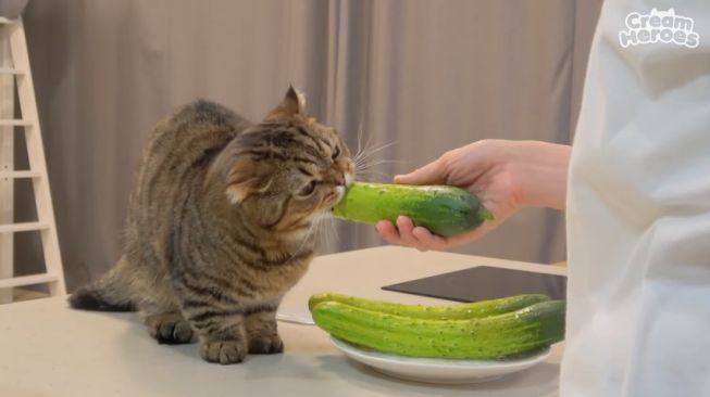 Kucing makan timun. (YouTube/Cream Heroes)