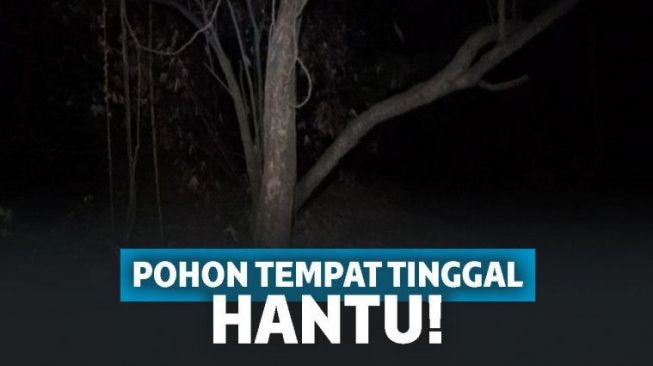 5 Pohon Ini Diyakini Sebagai Tempat Tinggal Makhluk Halus, di Rumahmu Ada?