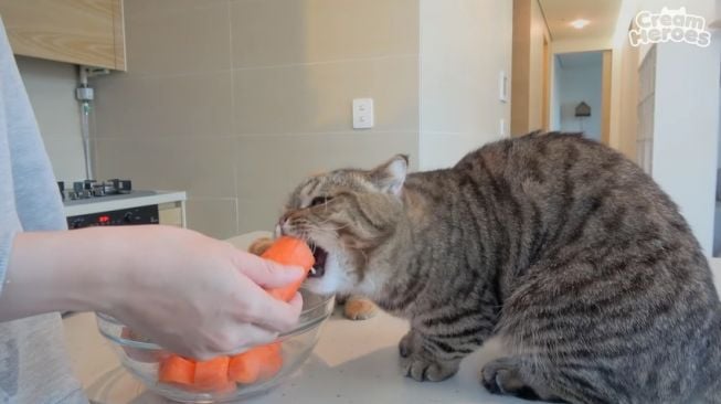 Kucing makan sayur wortel. (YouTube/Cream Heroes)