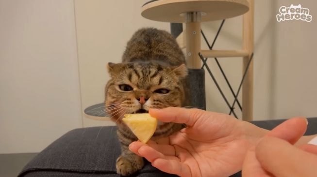 Kucing makan buah apel. (YouTube/Cream Heroes)