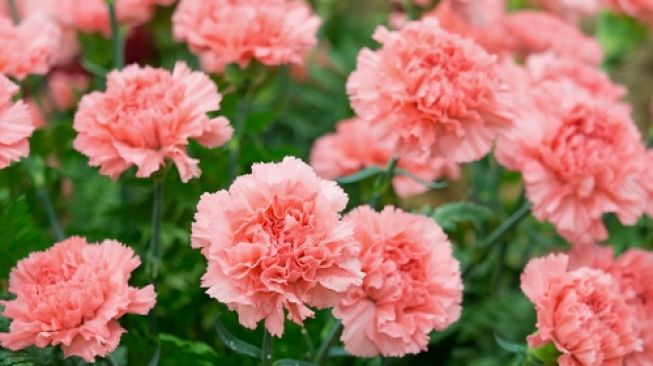 Carnation flower.  (Shutterstock)