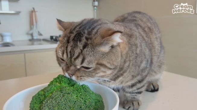 Kucing makan sayur brokoli. (YouTube/Cream Heroes)