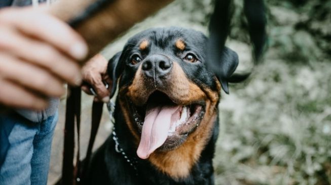 Wajahnya Dapat 90 Jahitan Usai Diserang Anjing, Anak Ini Raih Simpati Dunia