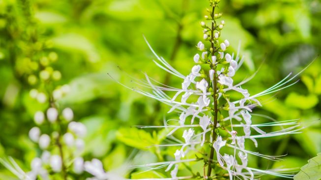 8 Manfaat Kumis Kucing Sebagai Ramuan Herbal Terpercaya