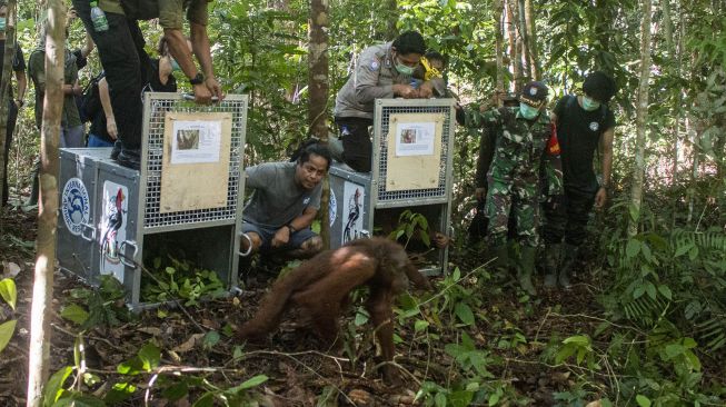 Sejumlah staf International Animal Rescue (IAR) Ketapang melepasliarkan dua dari lima orangutan di hutan Taman Nasional Bukit Baka Bukit Raya (TNBBBR), Kabupaten Melawi, Kalimantan Barat, Selasa (11/2). [ANTARA FOTO/HO/IAR Indonesia-Heribertus]