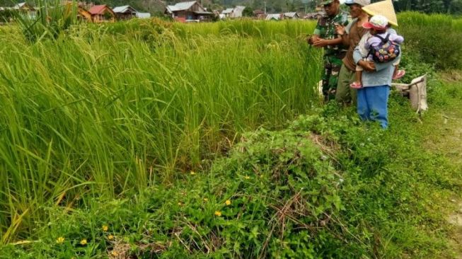 Upaya Kedaulatan Pangan, Babinsa Koramil 420-05/Jangkat Cermati Bulir Padi