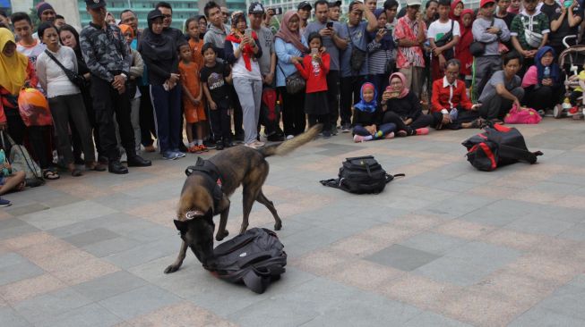 Satuan Polisi Satwa K9 bersama anjing pelacak khusus melakukan simulasi pendeteksian bahan peledak saat Car Free Day di Bundaran HI, Jakarta, Minggu, (16/2/2020). Kegiatan ini merupakan pemberian edukasi kepada masyarakat tentang cara kerja anjing pelacak saat melacak alat peledak yang disembunyikan. [ANTARA FOTO/Reno Esnir]