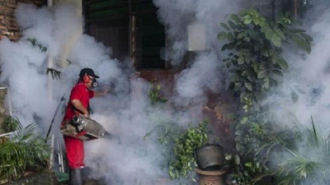 Di Kabupaten Ini, Nyamuk Penyebab DBD Lebih Kebal Insektisida