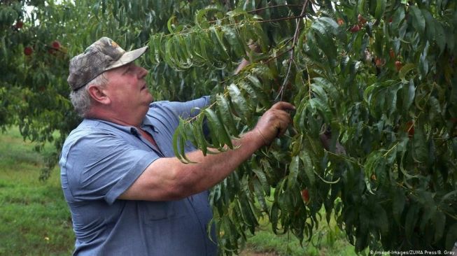 Skandal Herbisida: Bayer Divonis Wajib Bayar Ganti Rugi Rp 3,6 Triliun