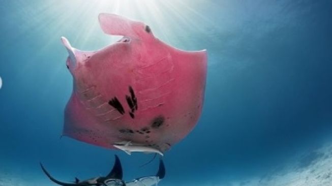 80 Ikan Air Laut Pink Terbaru